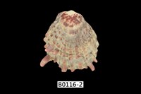 藏品(山羊海菊蛤)的圖片